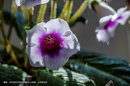 崇雅黜浮