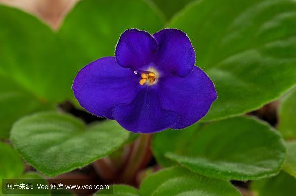 花花世界
