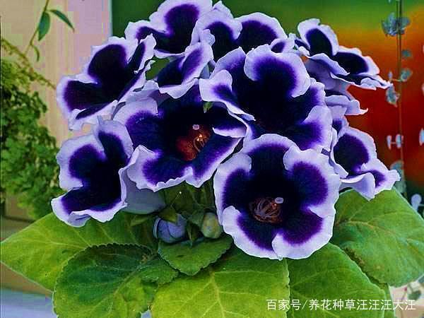 胸中正，眸子瞭