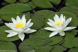 花马掉嘴