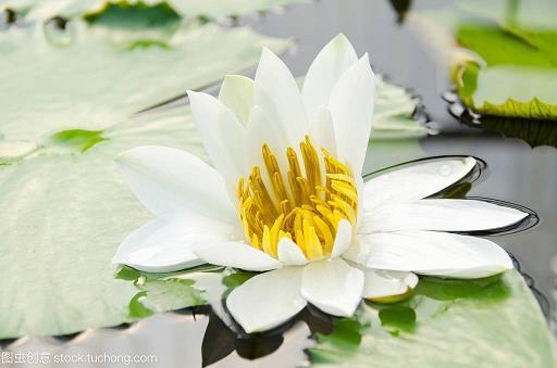 夷险一节