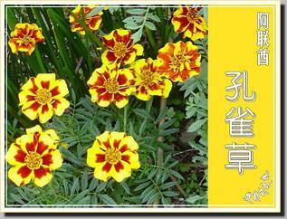 忧盛危明