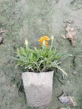 抚今痛昔