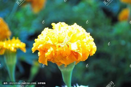 正身率下
