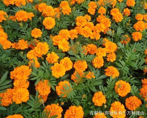 才藻艳逸