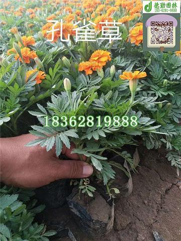 早安语录正能量的语句锦集24句