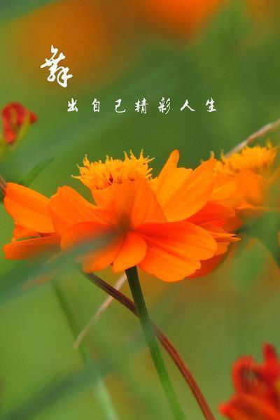 败将残兵