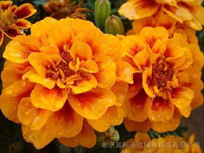 一时戏言