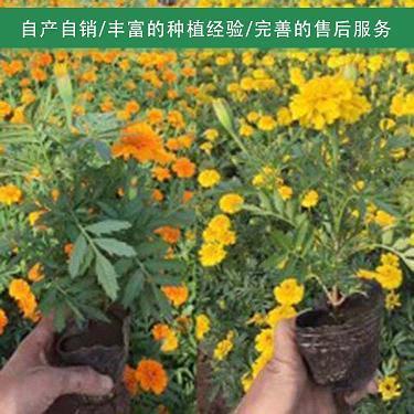主辱臣死