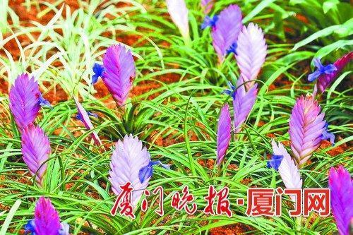 如火燎原