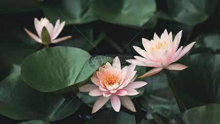 望尘追迹