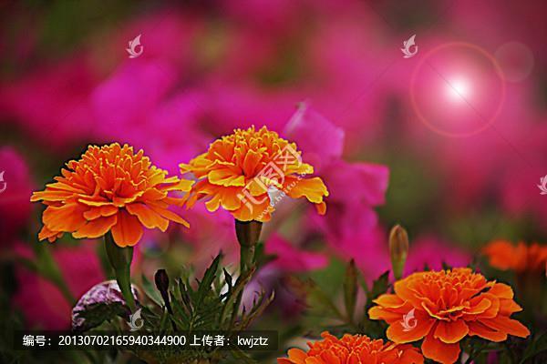 秋波盈盈