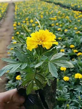 月闭花羞